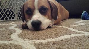 11180092_10206479384203915_1063412090_n